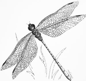 Dragonfly Project Image