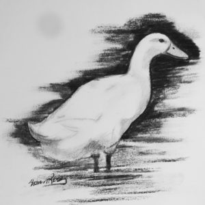 Lessons in Charcoal: Dawdling Duck