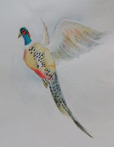 Pheasant Project Image