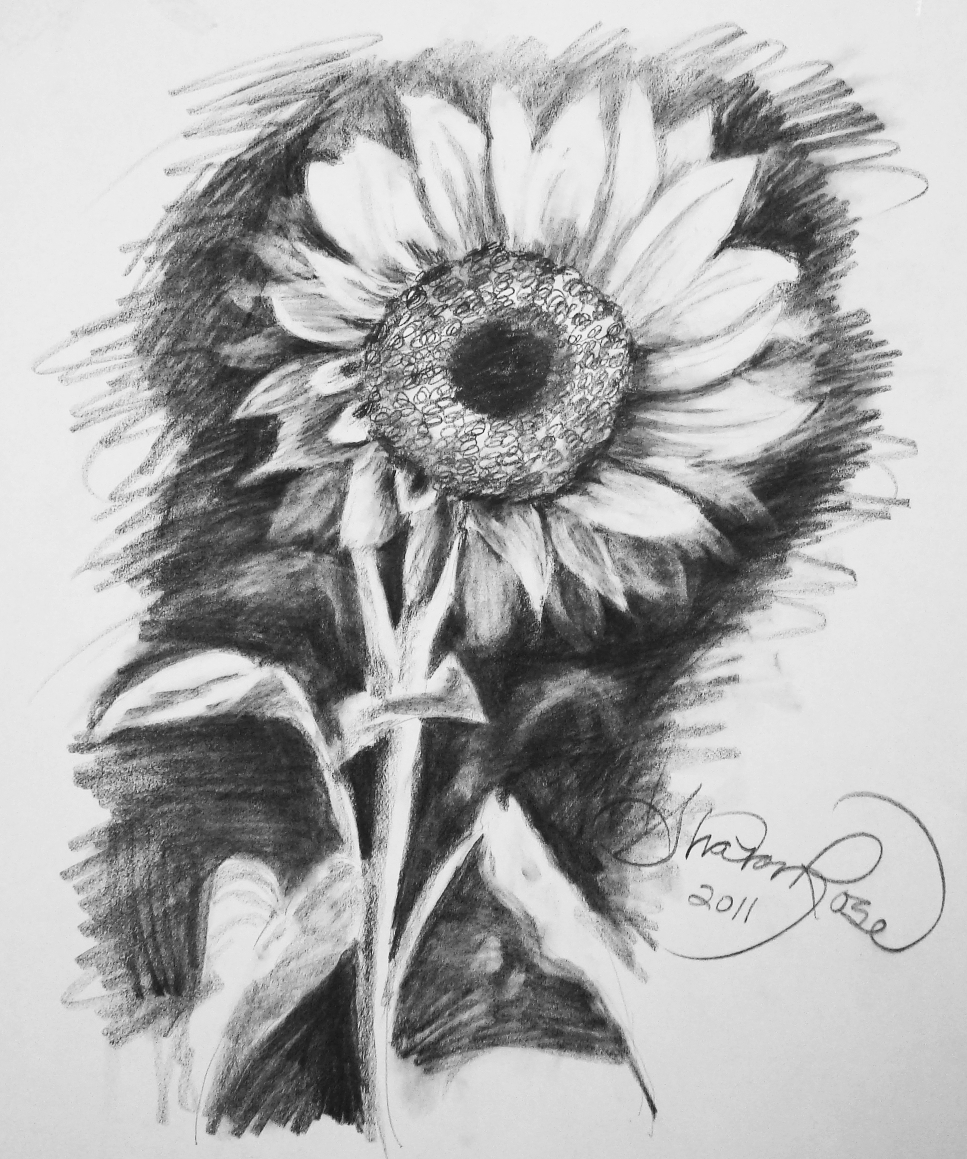 Sunflower Shading and Coloring Using a Pencil and Colored Pencils/Art |  Small Online Class for Ages 7-12
