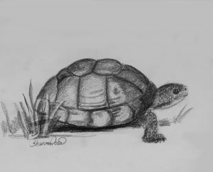 Tuckered out Turtle Project Image