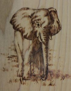African Elephant Project Image