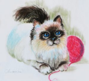 Himalayan Kitten Project Image