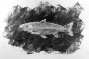 Angling for Trout Project Image