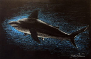 Great White Shark Project Image