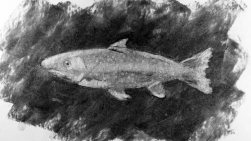 Coare Beginners Level Image