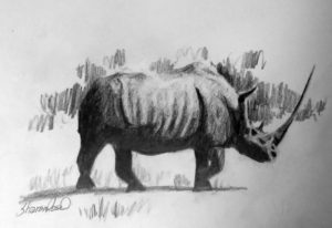 WhiteRhinoceros-ProjectImageDownload