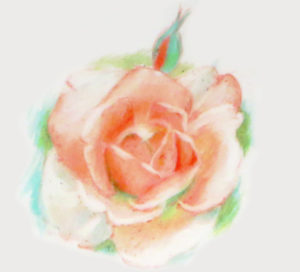 The Rose Project Image