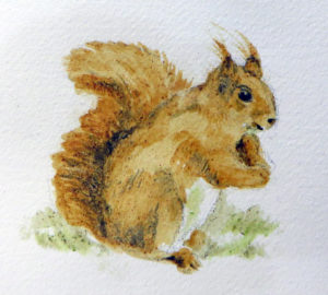 Red Squirrel Project Image