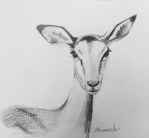 The Impala Project Image