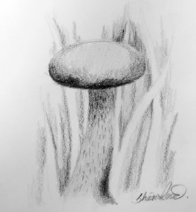 Mushroom Project Image