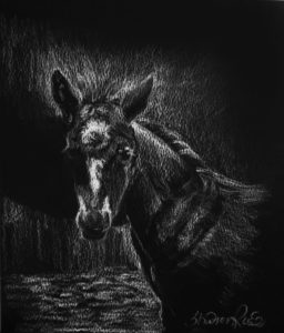 The Foal Project Image
