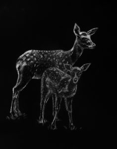 Doe and Fawn Project Image