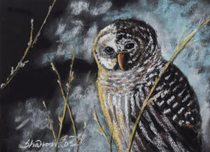 Night Owl Project Image