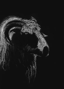 Long-Haired Goat Project Image