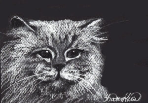 White Persian Cat Project Image