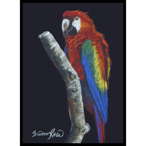 Macaw Icon